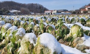 20일부터 영하 10도 '최강 한파'…농진청 "농작물 관리 주의"