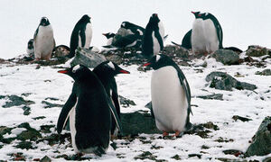 $esc.velocity($!{article.viewTitle.replaceAll('