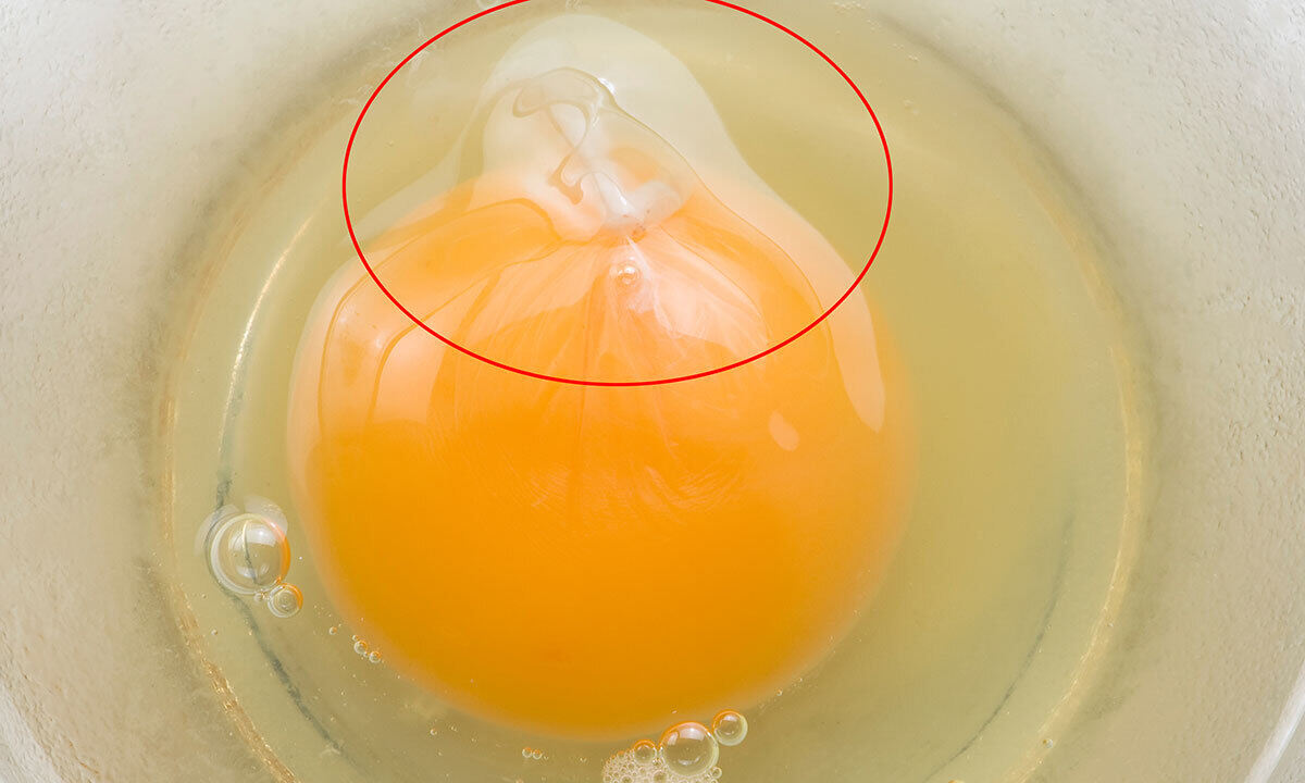 노른자 옆 ‘흰 끈’·달걀 껍질, 버렸는데… 영양 덩어리였다