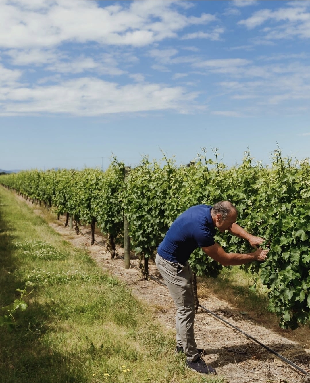 라파우라 스프링스 포도밭.