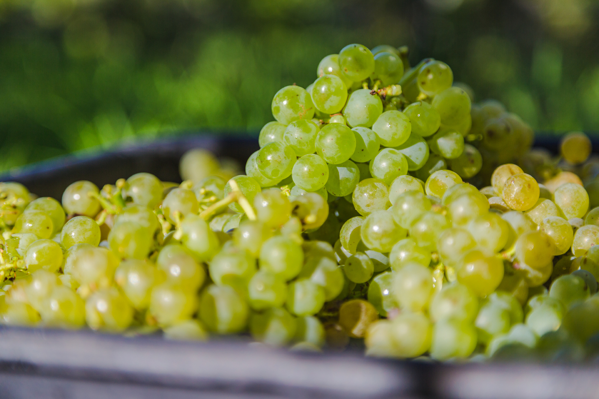 뉴질랜드 소비뇽 블랑. 뉴질랜드와인협회