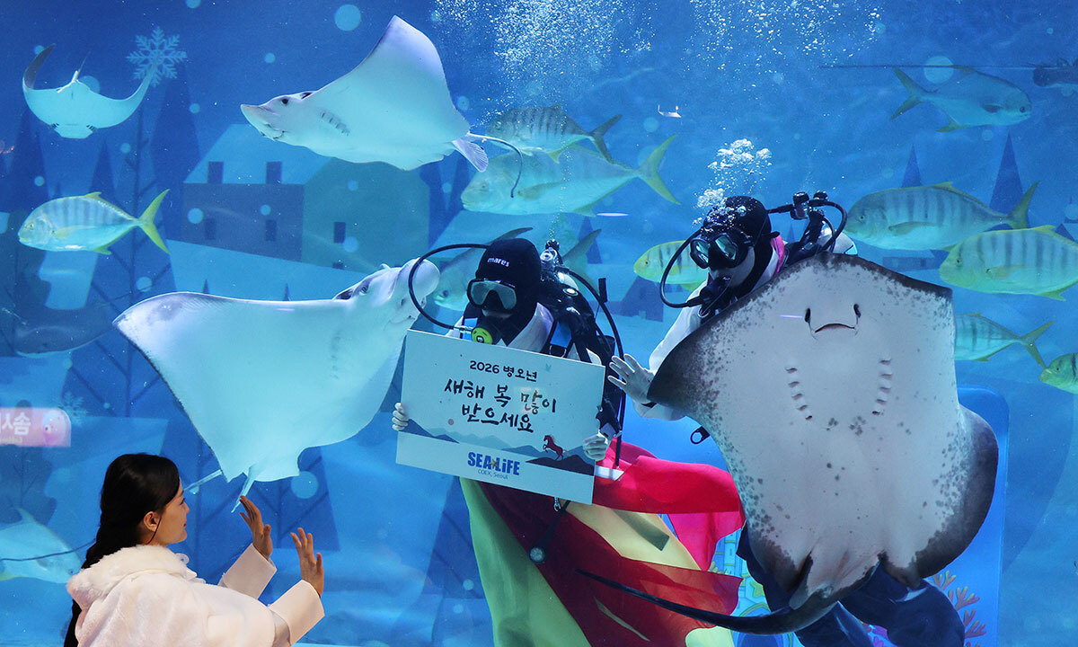 한복을 차려 입은 아쿠아리스트들의 새해 인사 [한강로 사진관]