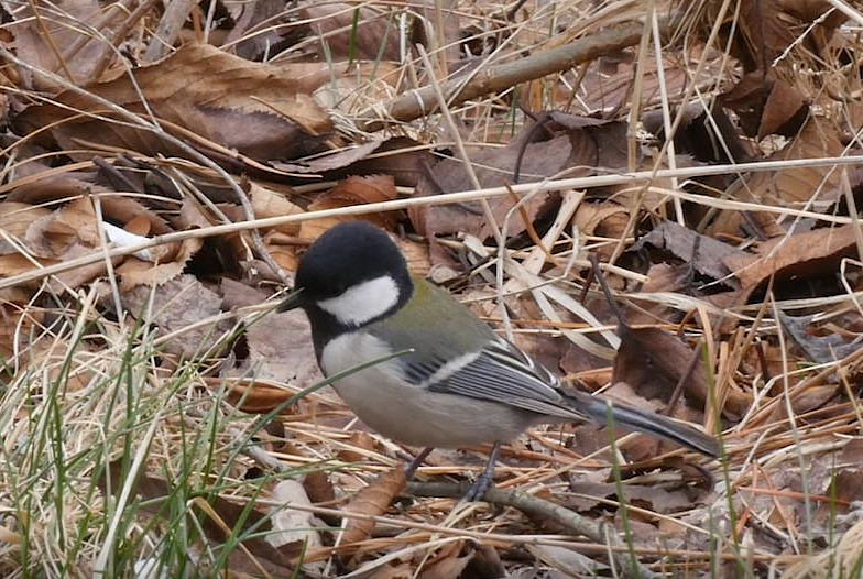 박새류&nbsp;노랑배박새. 국립생물자원관 제공