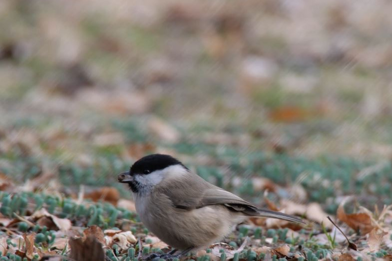 박새류 쇠박새. 국립생물자원관