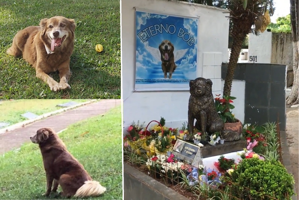 밥 코베이루는 주인이 묻힌 브라질 상파울루주 타보앙 다 세라 묘지를 떠나지 못했다(왼쪽 위·아래), 밥 코베이루가 죽은 뒤 묘지에는 동상이 세워졌다. 파트레 제공, 유튜브 캡처