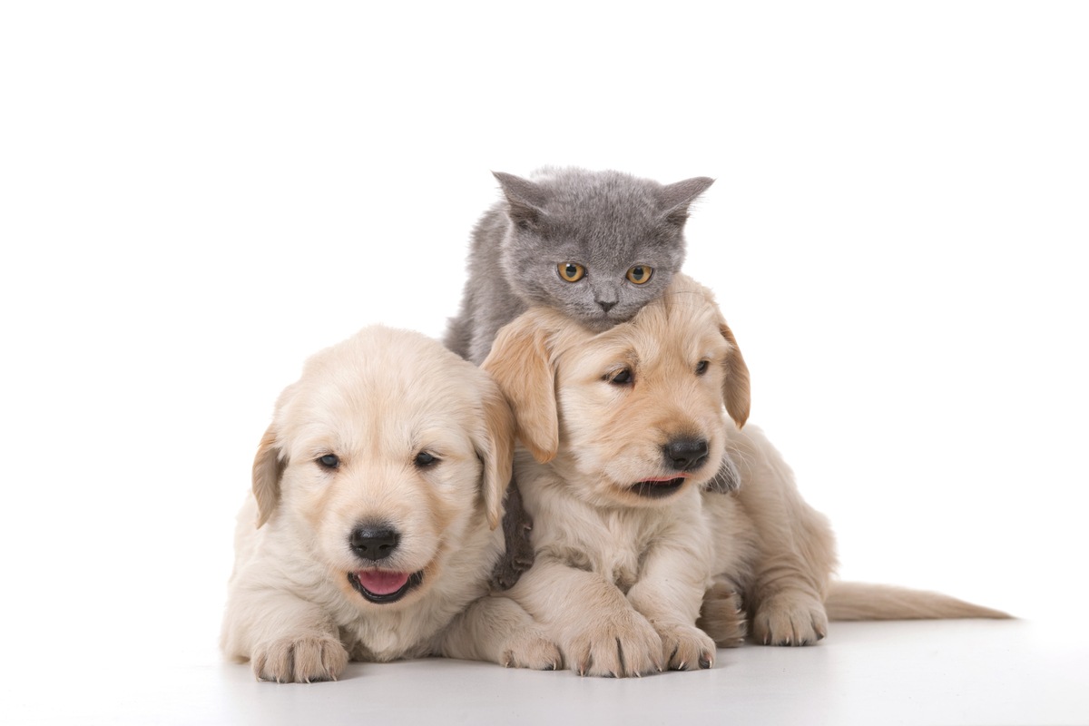 강아지와 고양이.&nbsp;최근 상파울루주는 주인과 반려동물의 동반 장묘를 허용했다. 게티이미지