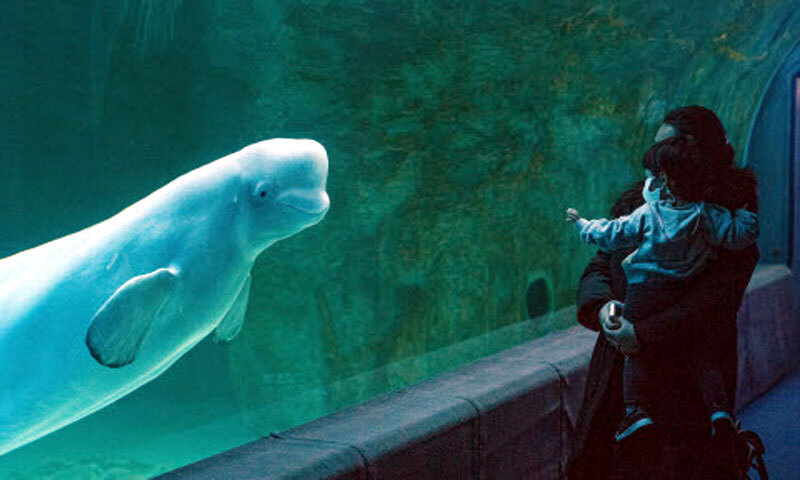 “죽을 날만 기다리는 셈”…벨루가 ‘벨라’ 두고 정면 충돌