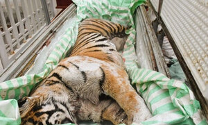 베트남서 호랑이 2마리 사체 냉동 보관…2명 체포