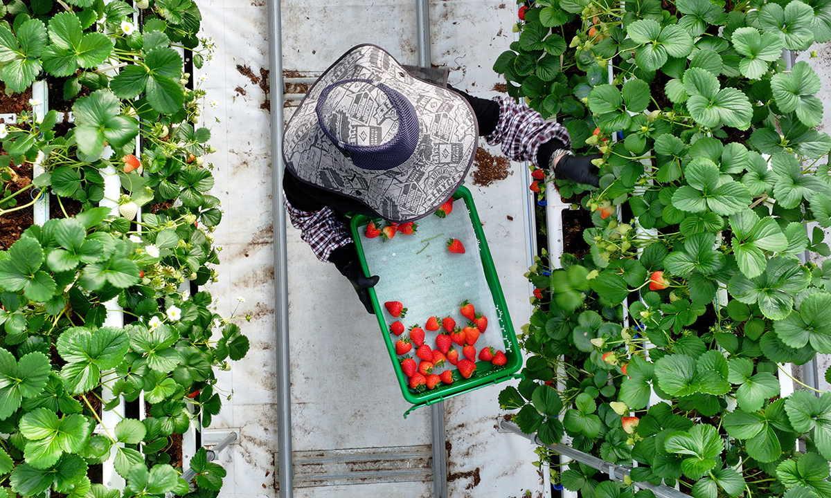 충남 서산 에스피아그리 딸기 스마트팜에서 직원들이 딸기를 수확하고 있다.