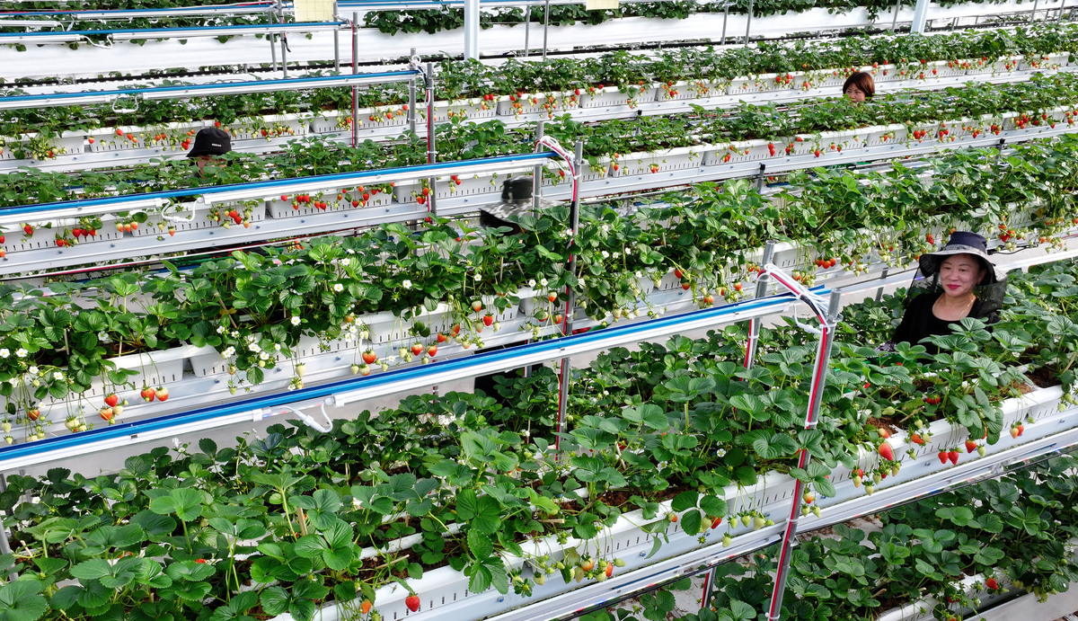 충남 서산 에스피아그리 딸기 스마트팜에서 직원들이 딸기를 수확하고 있다.