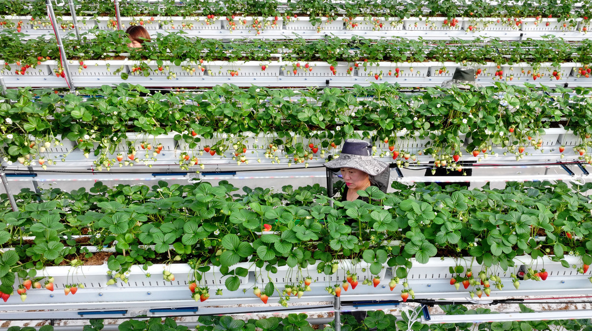 충남 서산 에스피아그리 딸기 스마트팜에서 직원들이 딸기를 수확하고 있다.