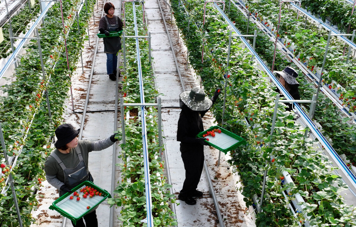 충남 서산 에스피아그리 딸기 스마트팜에서 직원들이 딸기를 수확하고 있다.