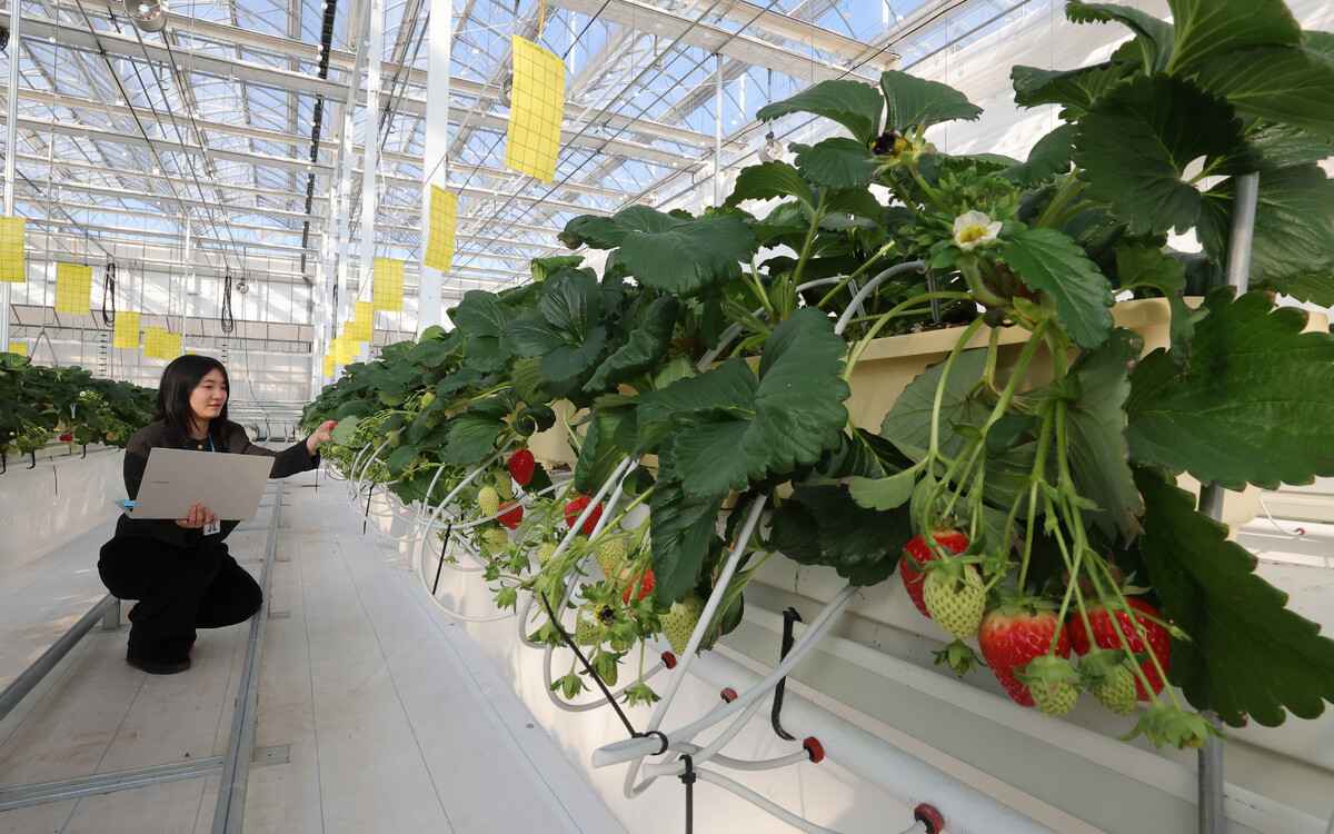 전북 완주군 농촌진흥청에서 열린 스마트농업 AI 경진대회에서 고유나 연구원이 발육 상태를 확인하고 있다.