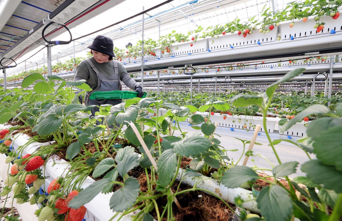 충남 서산 에스피아그리 딸기 스마트팜에서 한 직원이 딸기를 수확하고 있다.