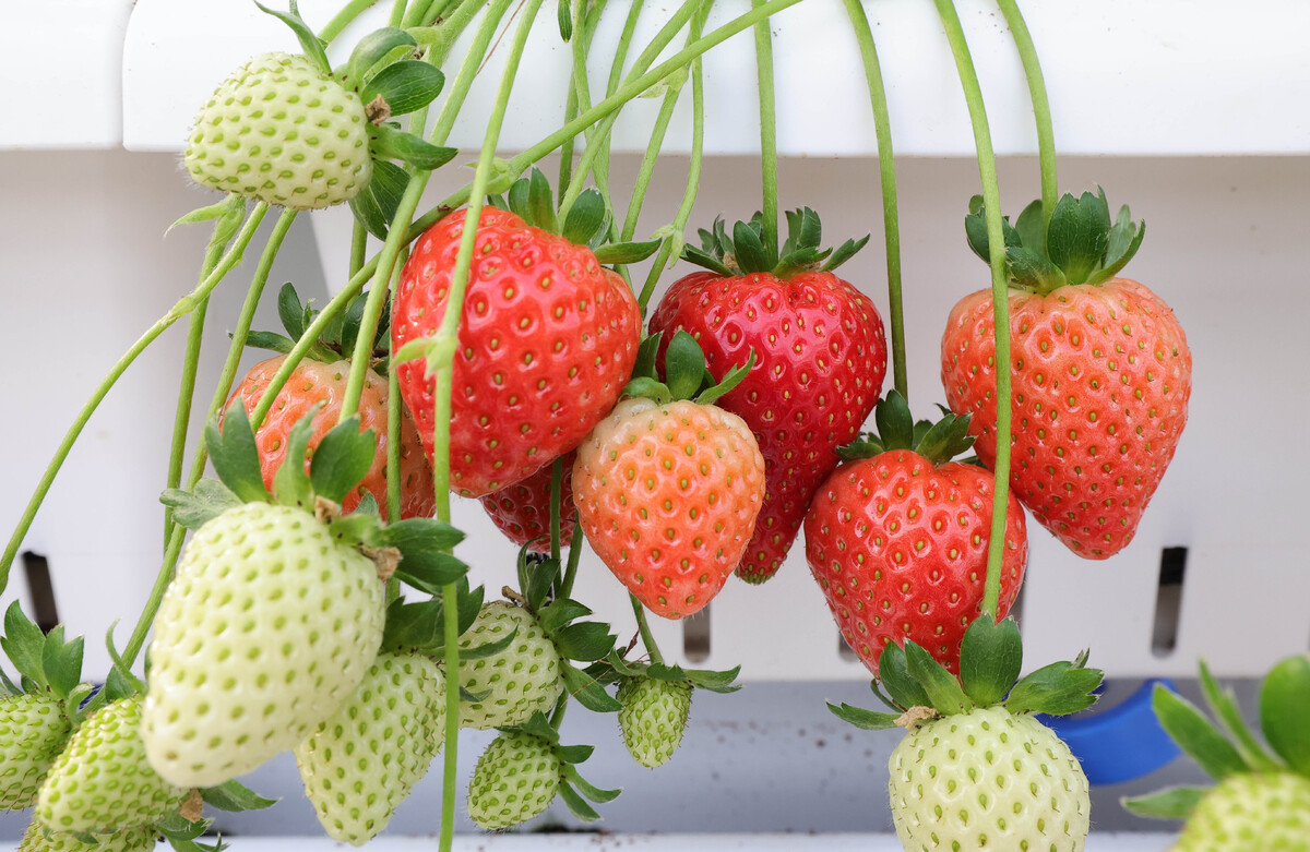 에스피아그리 스마트팜에서 딸기가 익어가고 있다.
