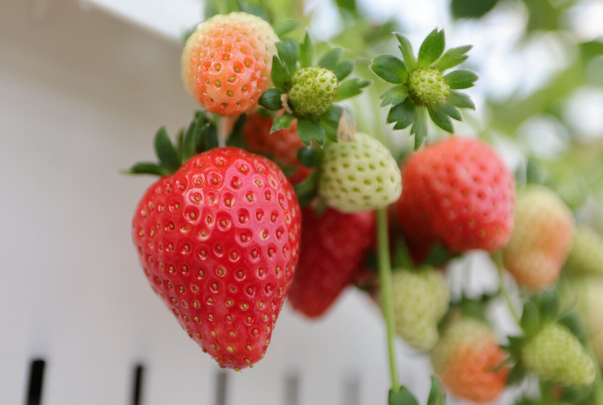 에스피아그리 스마트팜에서 딸기가 익어가고 있다.