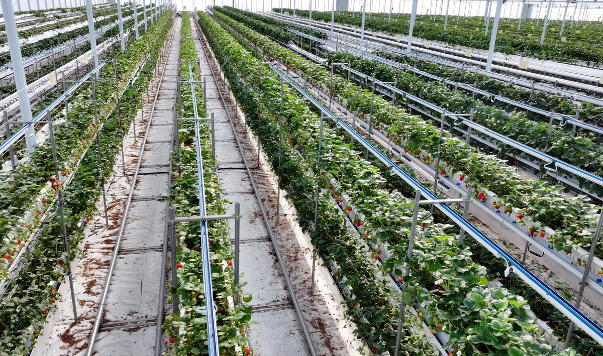 에스피아그리 스마트팜에서 딸기가 익어가고 있다.