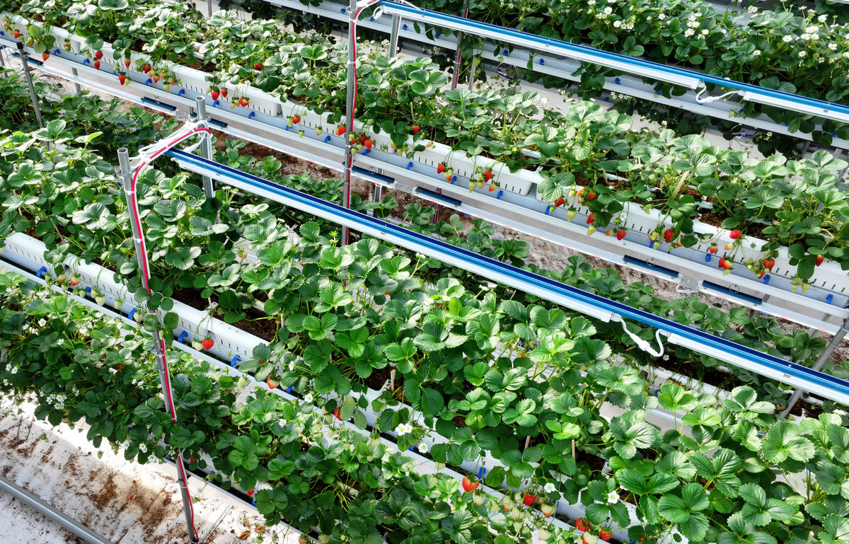 에스피아그리 스마트팜에서 딸기가 익어가고 있다. 자동화된 환경 제어와 양액 공급 덕분에 반복적이고 힘든 작업은 크게 줄었고 작업자들은 생육 상태 점검과 품질 관리에 집중한다.