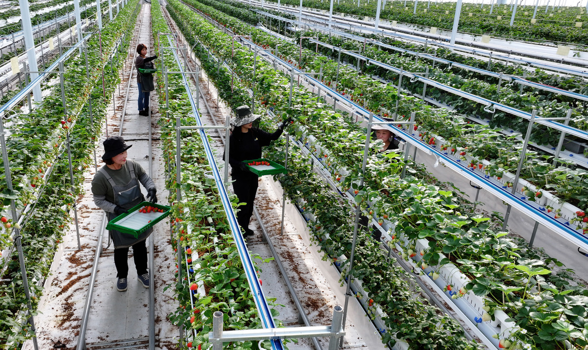 충남 서산 에스피아그리 딸기 스마트팜에서 직원들이 딸기를 수확하고 있다.