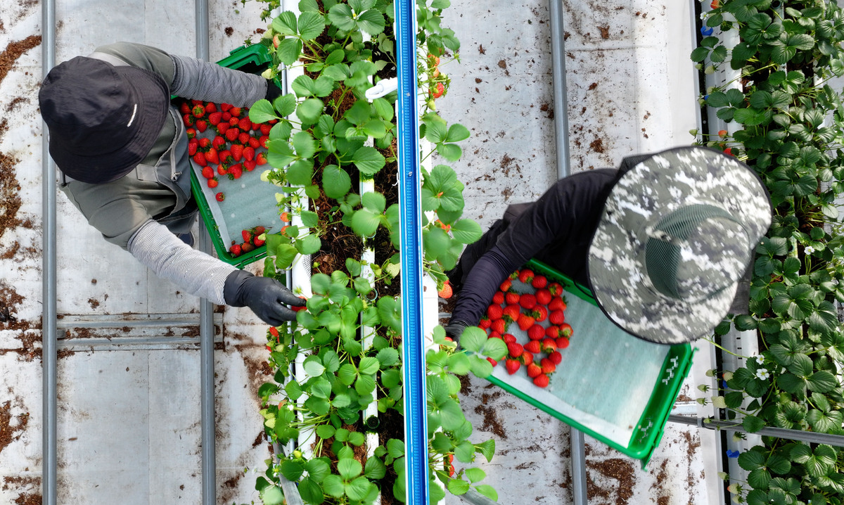 충남 서산 에스피아그리 딸기 스마트팜에서 직원들이 딸기를 수확하고 있다.