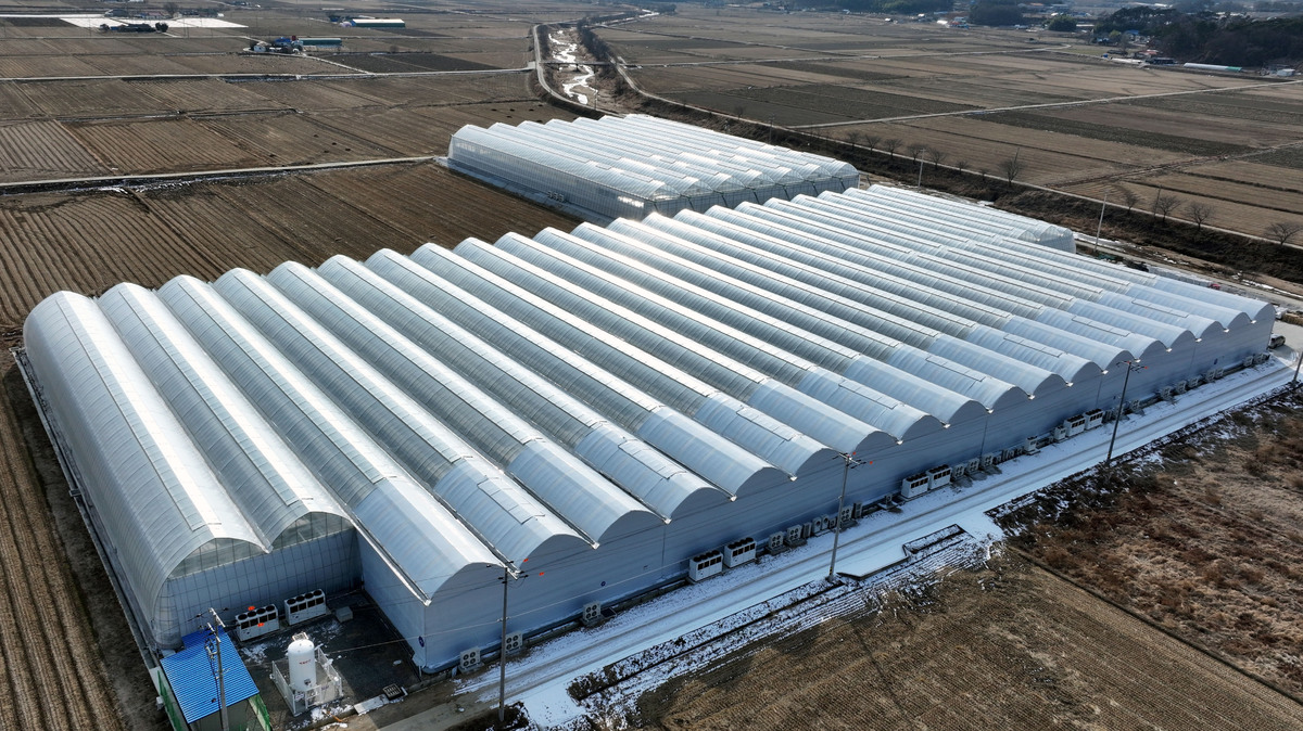 에스피아그리가 충남 서산에 4,700평 규모의 대형 비닐하우스형 스마트팜을 운영하고 있다.