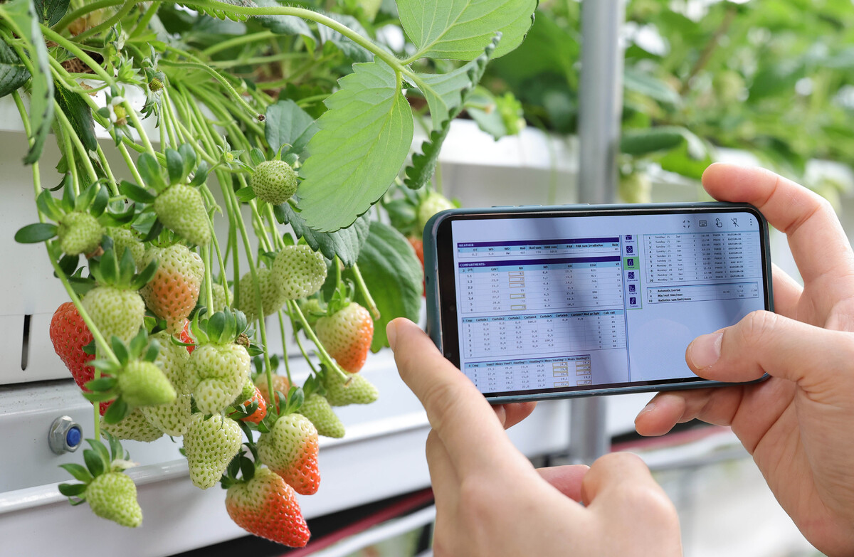 한 직원이 휴대폰으로 하우스 상태를 확인하고 있다. 스마트팜은 딸기 생육에 필요한 온도와 습도, 이산화탄소 농도, 일사량, 양액 공급까지 모든 환경 조건이 자동화 시스템을 통해 실시간으로 관리된다.
