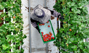 최적 온·습도 ‘데이터의 영농’… 사계절 철없이 빨간 맛 [밀착취재]