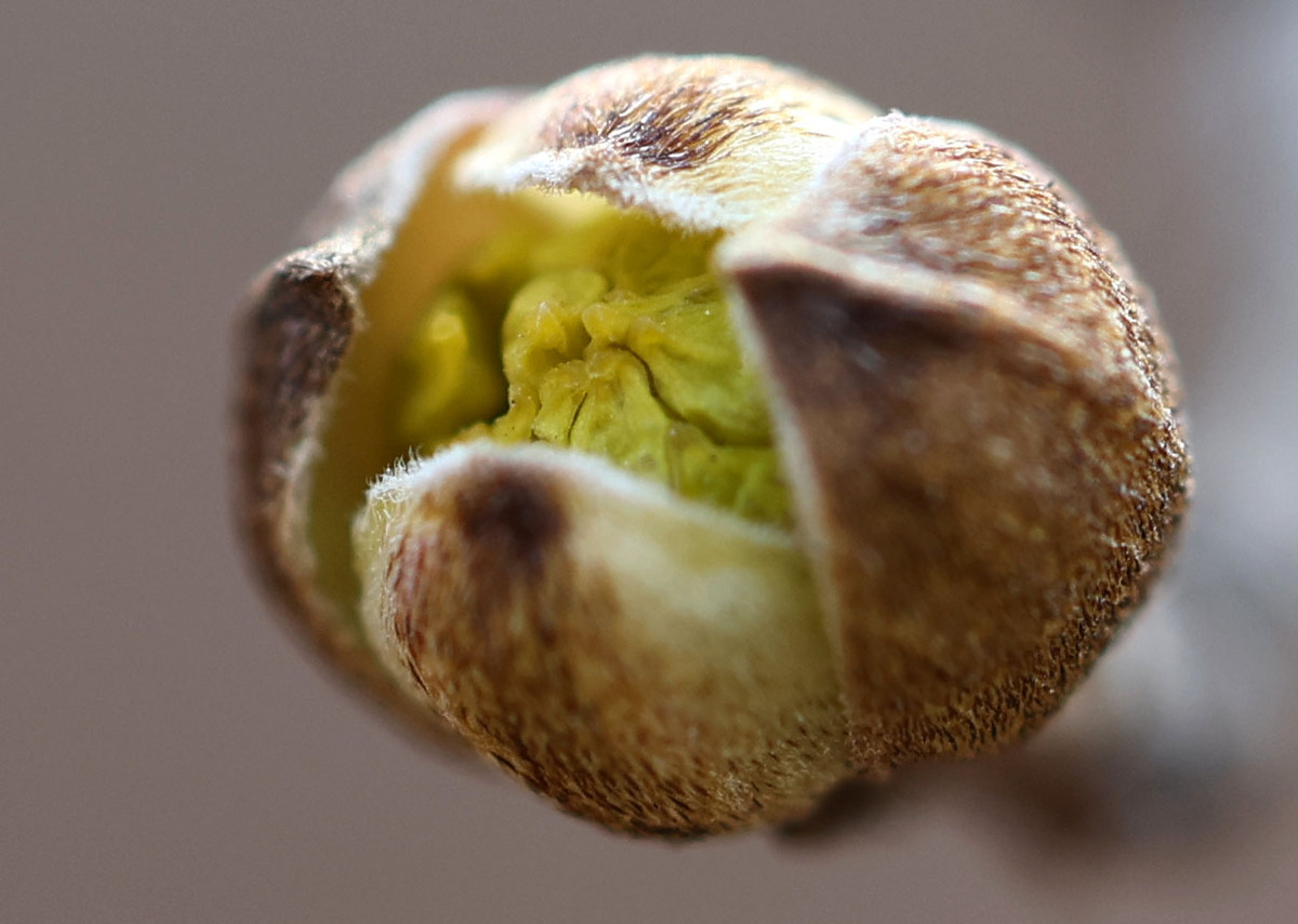 봄소식 전할 산수유