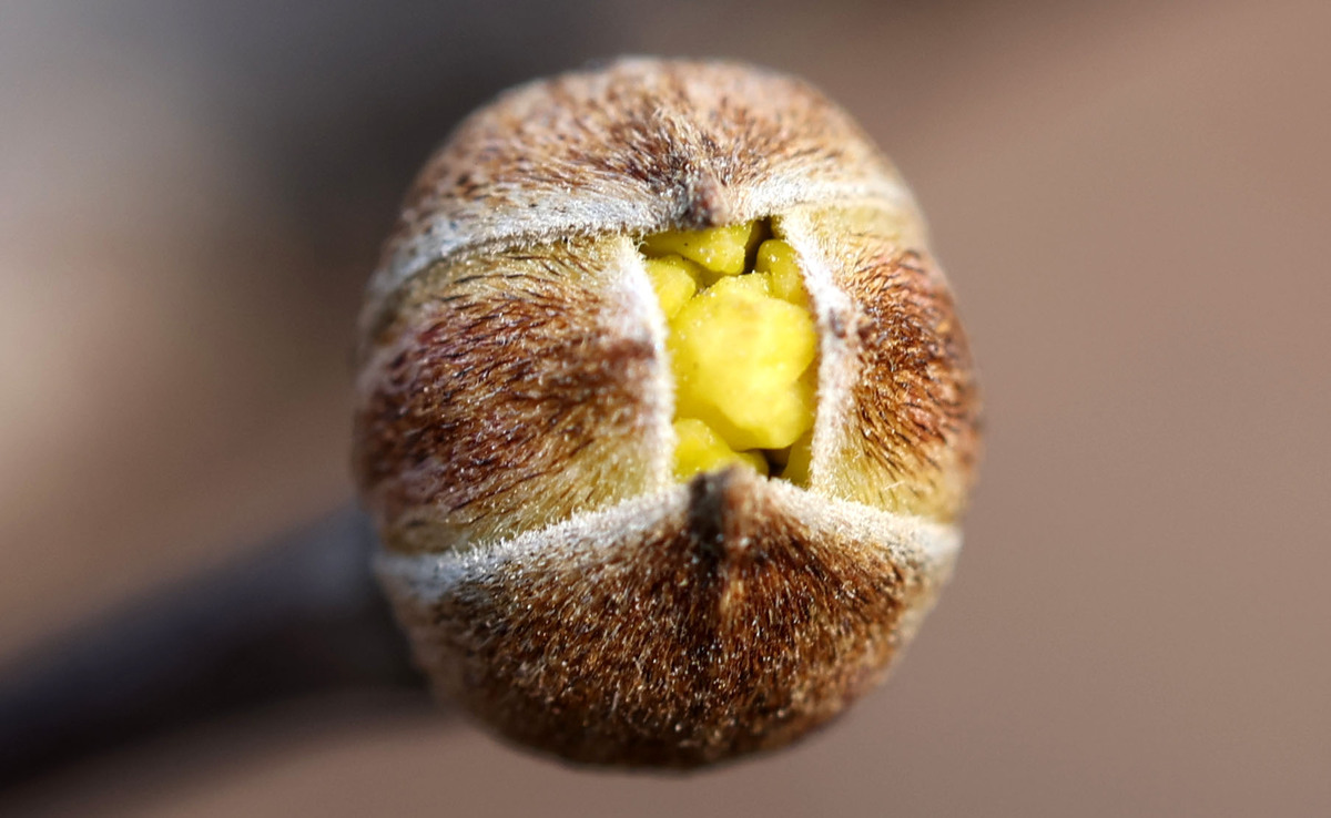 한강변의 산수유가 곧 제대로 된 봄을 보여줄 것이다.