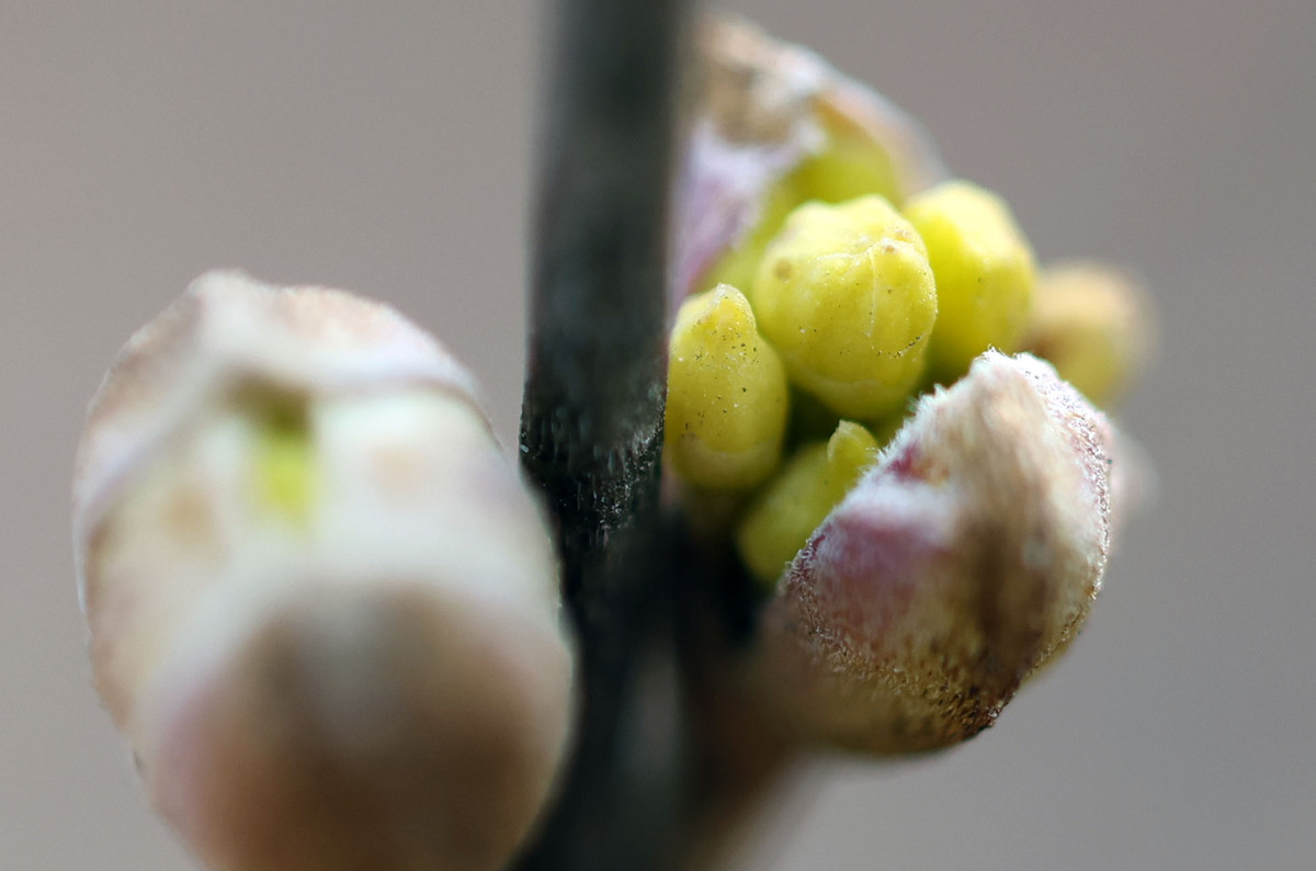 산수유 꽃망울이 터지고 있다. 올해 봄소식은 빠르다고 한다.