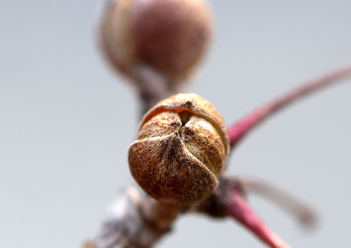 아직은 대부분의 산수유 꽃망울이 굳게 닫혀 있다.