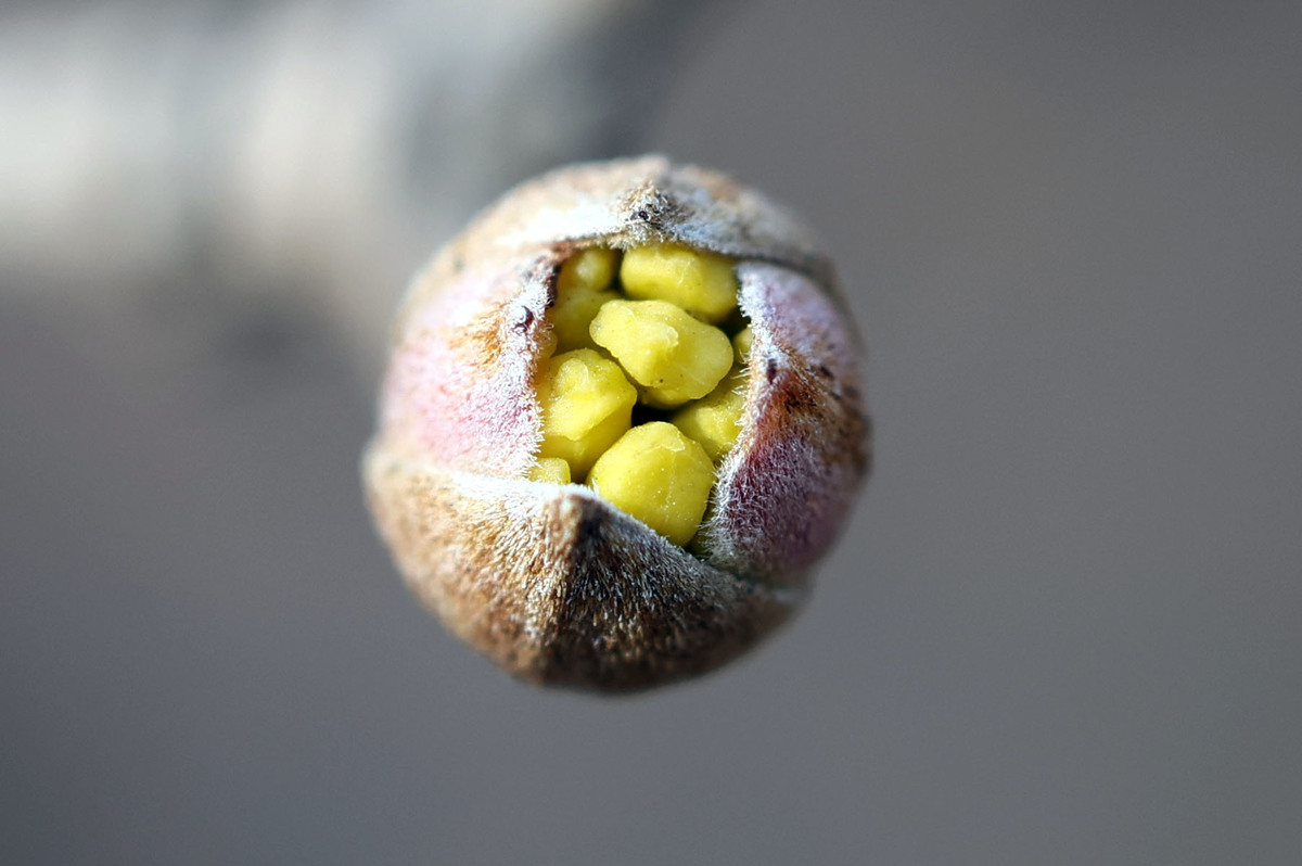 산수유 꽃망울이 터지고 있다. 겨우내 거센 한강 바람을 이겨내고 제대로 봄소식을 전하고 있다.