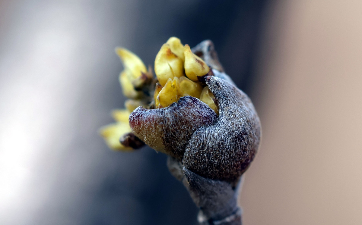 한강변의 산수유