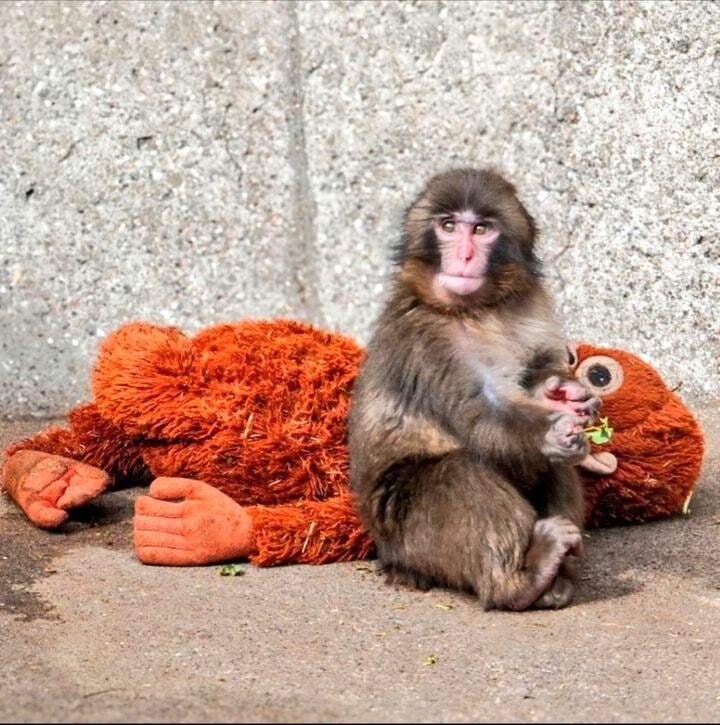 엄마 대신 인형을 끌고 다니는 새끼 원숭이 펀치. 엑스 캡처