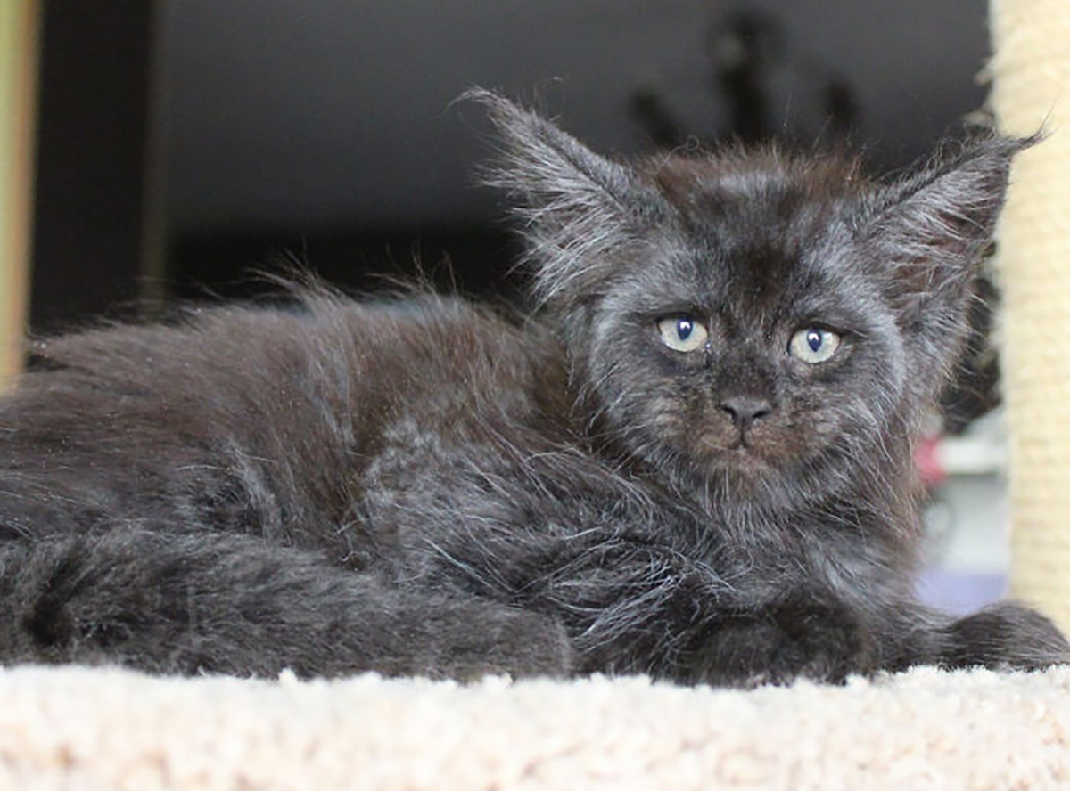 인도네시아 마을을 공포에 떨게 했던 인면 고양이. 요기와는 또 다른 서늘한 아우라를 풍긴다. 온라인 커뮤니티