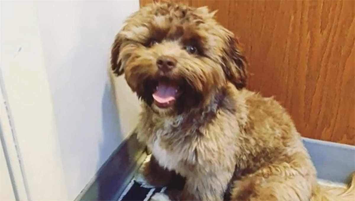 각도를 살짝 비틀면 영락없는 귀여운 반려견의 모습이다. 주인의 눈에는 그저 사랑스러운 가족일 뿐이다. 유튜브&nbsp;The Red Phoenix 영상 캡처