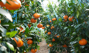 ‘무관세’ 美 만다린의 습격… 제주 만감류 “고품질로 승부”