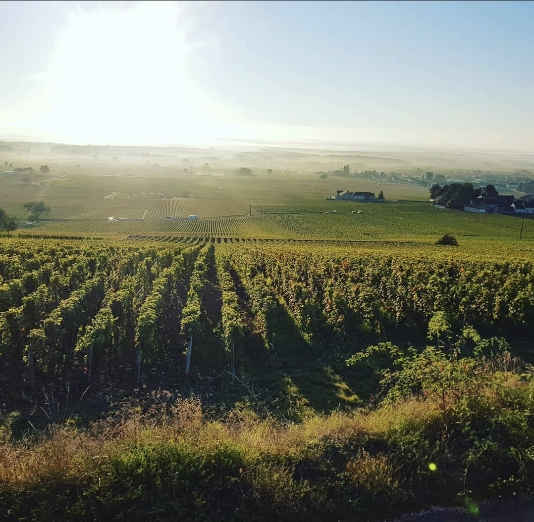 도멘 레셔노 모레 생 드니 포도밭. 인스타그램