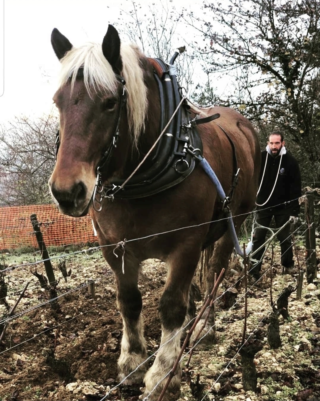 말을 이용한 도멘 레셔노 포도밭 경작.&nbsp; 인스타그램
