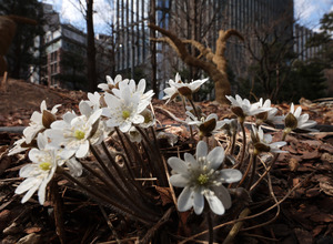 3·1절 낮 최고 15도 ‘포근’…동해안·제주 곳곳 비나 눈 [내일날씨]