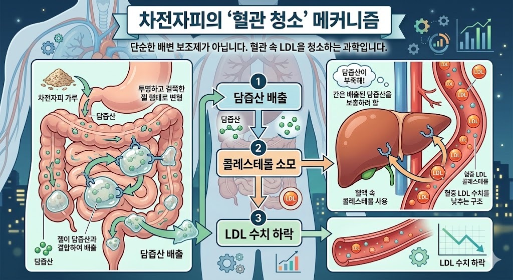 차전자피의 '혈관 청소' 메커니즘. 제미나이 생성 그래픽
