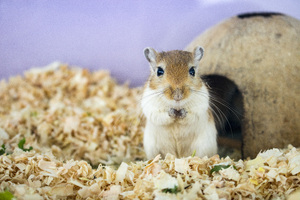 "인형인 줄 알았는데 살아있다"…中 햄스터 넣은 뽑기 기계 '깜짝'