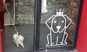 턱 높인 규제에… 반려동물 ‘반려’하는 골목식당