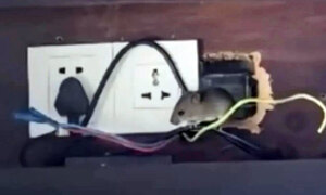 中 보아오포럼 앞두고… ‘1박 200만원’ 호텔서 쥐떼 출몰