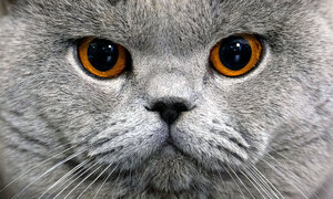 "미묘냥은 나야" 루마니아 국제 고양이 미인 대회