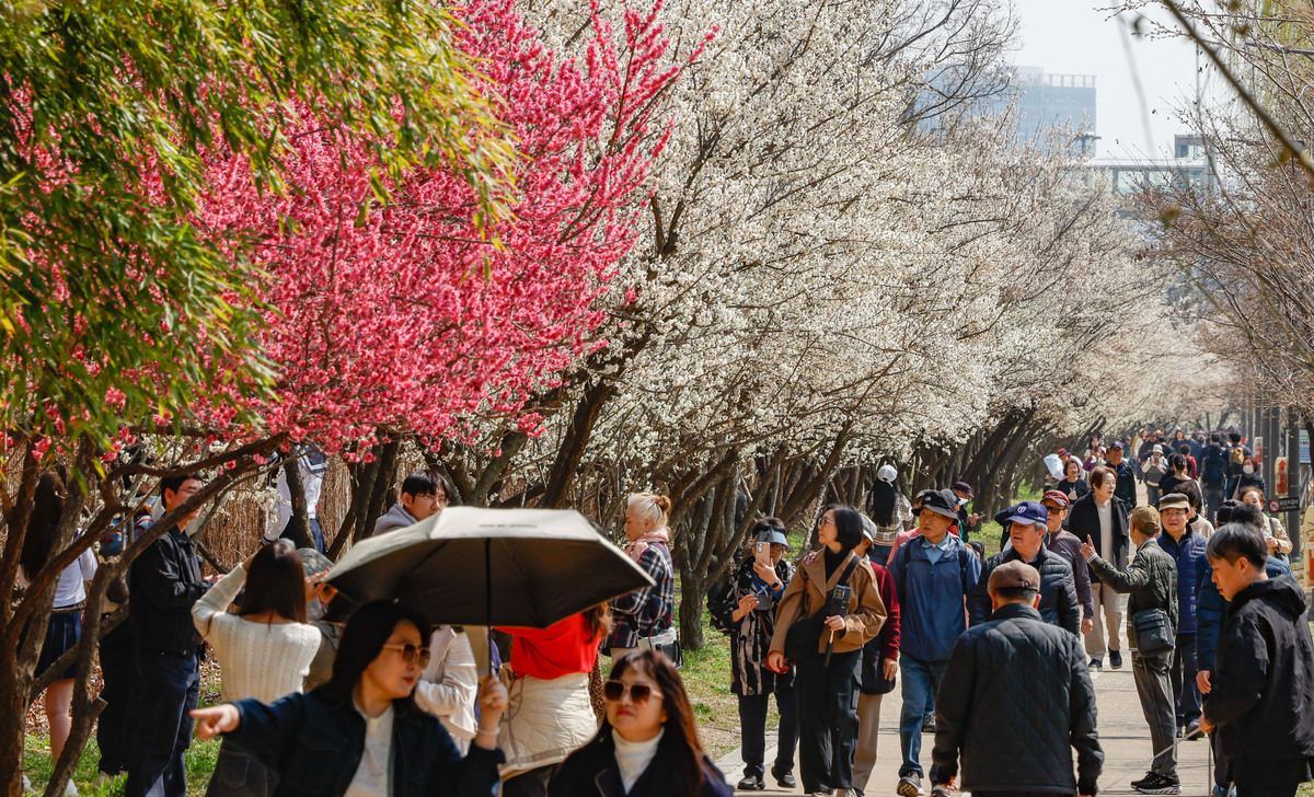 '봄이 왔어요' 만개한 매화꽃 [한강로 사진관]