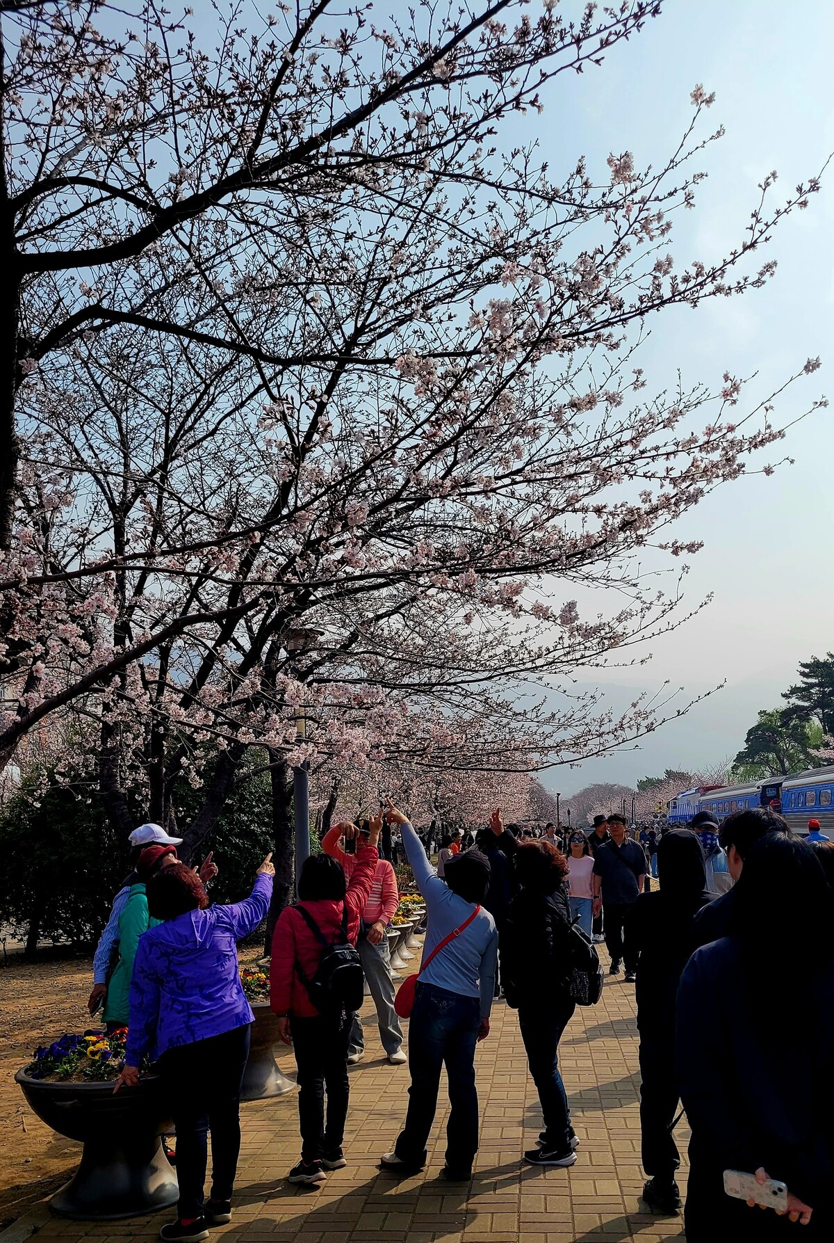 제64회 진해군항제 개막 후 첫 주말 창원시 진해구 경화역에서 관광객들이 벚꽃 사진을 찍고 있다.