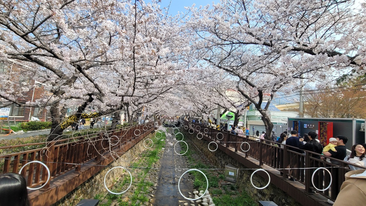 제64회 진해군항제 개막 후 첫 주말에 진해구 여좌천 로망스 다리에 핀 벚꽃.