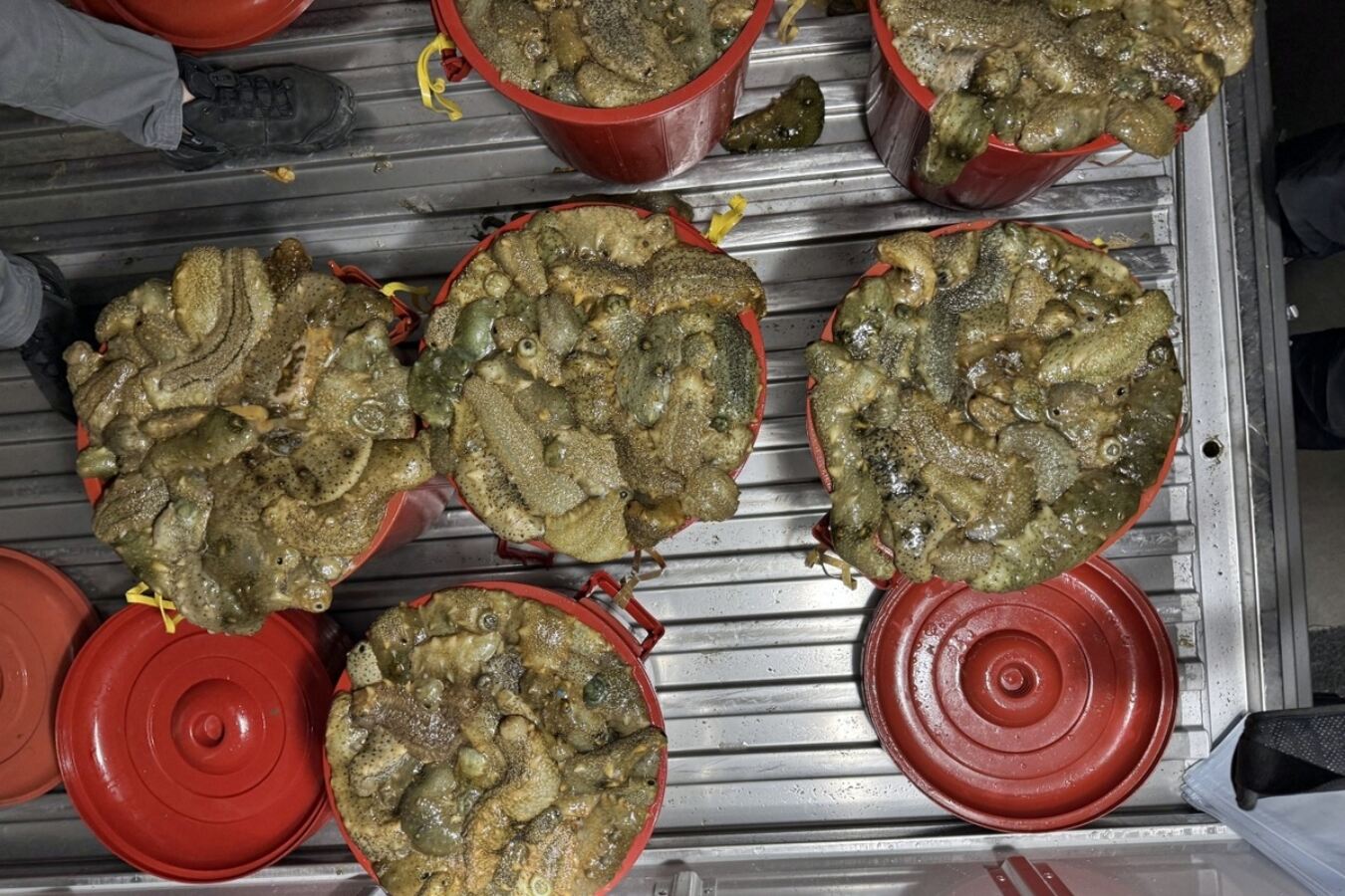 심야에 잠수장비로 해삼 불법 채취한 일당 4명 해경에 덜미