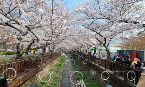 벚꽃 반, 사람 반…세계가 홀린 ‘진해 벚꽃 향연’ [밀착취재]